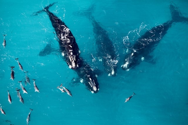 Southern right whales, surrounded by calves in blue water.