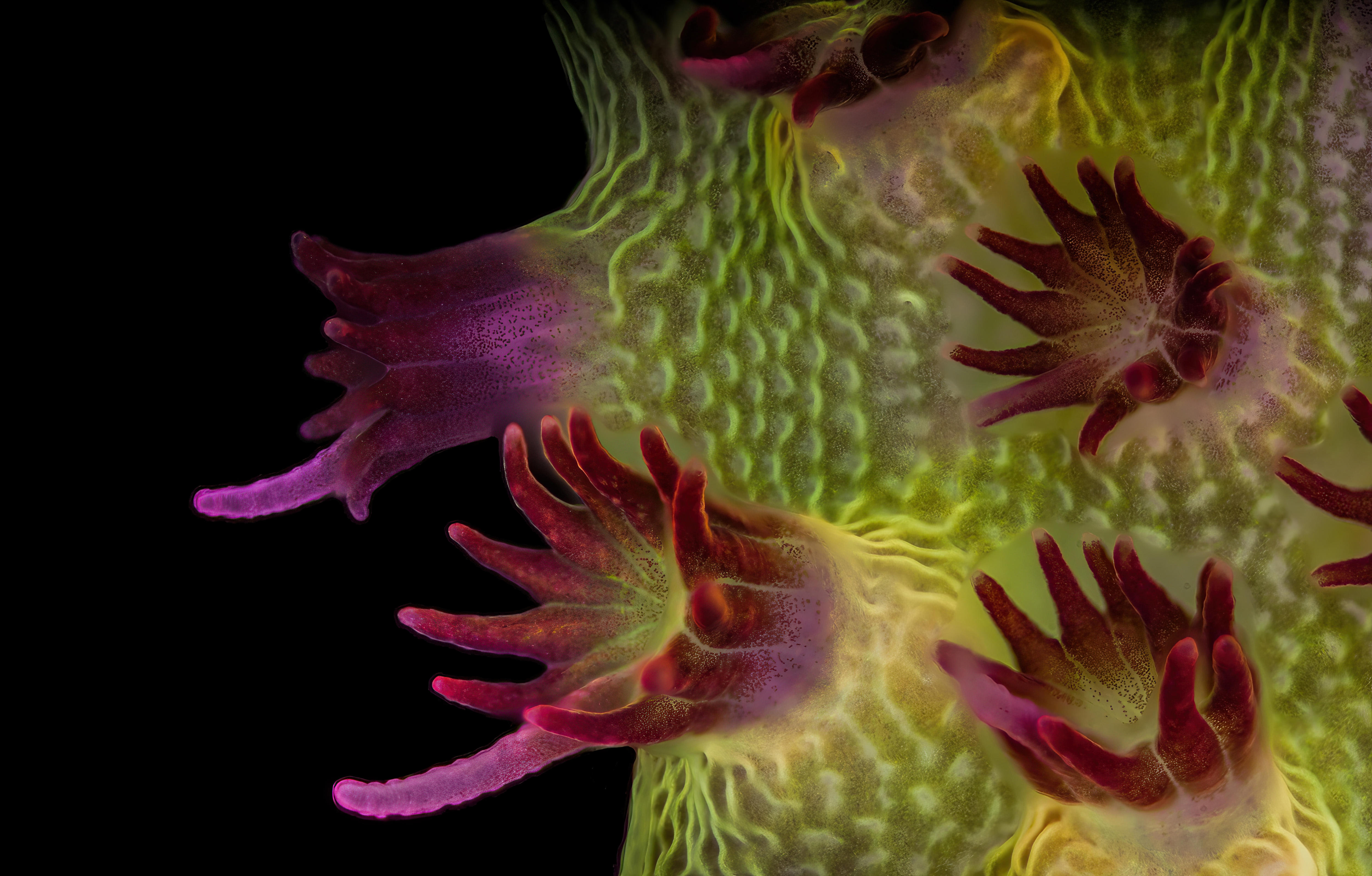 A yellow and purple image of a coral