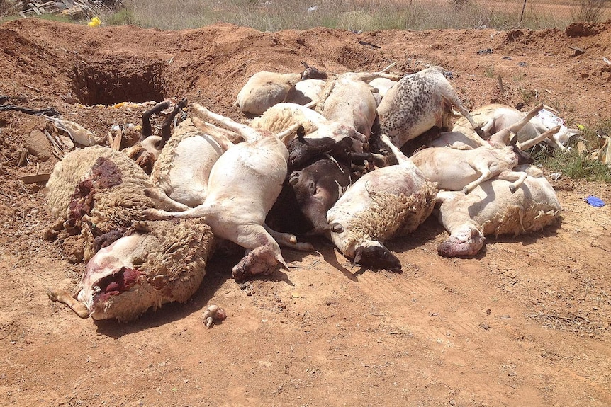 Sheep mauled at Nyngan