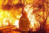 Qld firefighter standing in front of a wall of flames