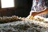 Wool pelt in a farm shed.