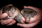 Very young smooth-looking platypus babies held in a pair of hands at night close-up.