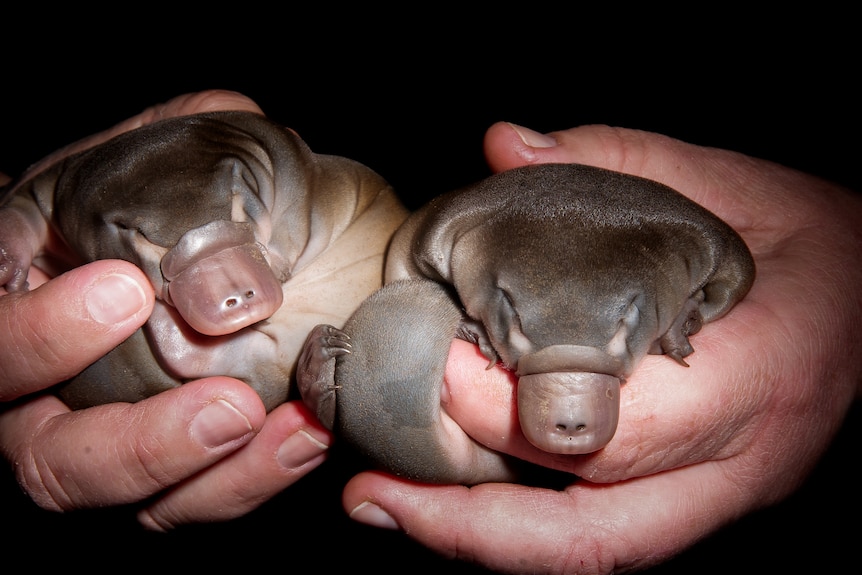 Very young smooth-looing platypus babies held in a pair of hands at night close-up.
