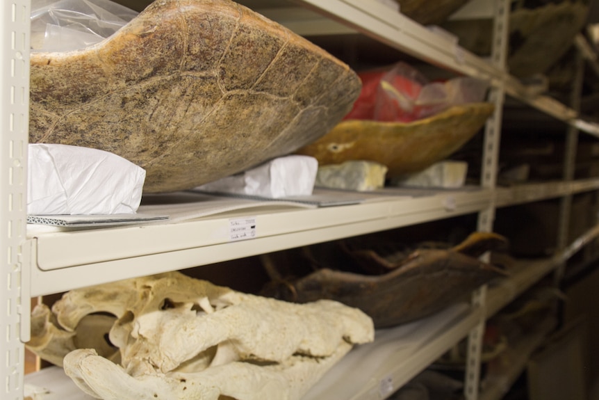 Turtle shells packed in the collections room at the Queensland Museum.