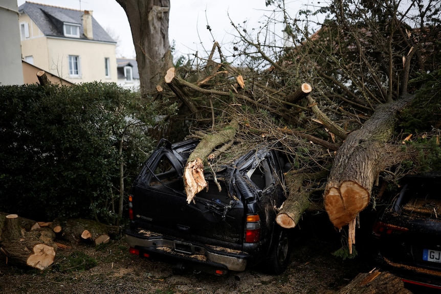 Tree fallen on a car 