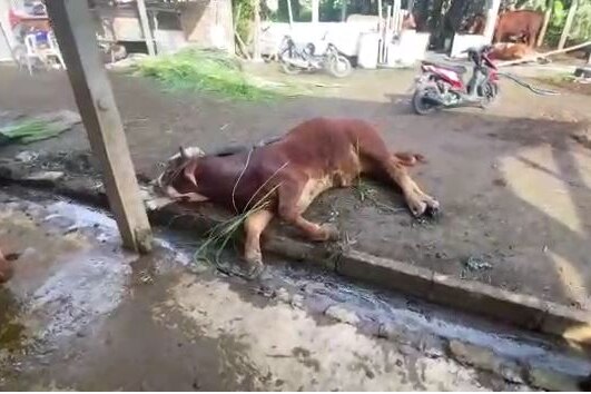 a cow lying on the ground at an Indonesian farm.