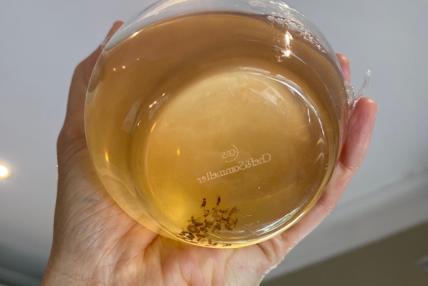 an image of a person holding a jar with dead fruit flies