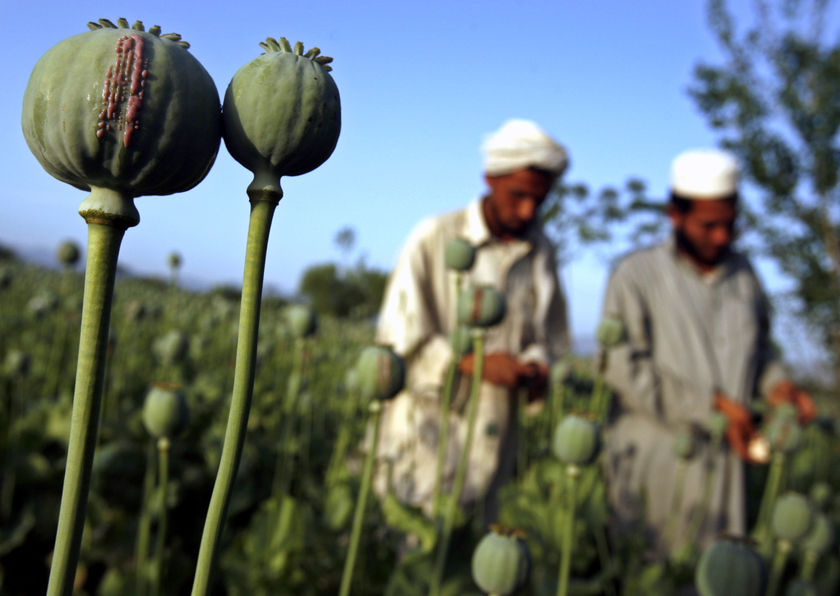 Afghanistan: What Is The Relationship Between The Taliban Economy And ...