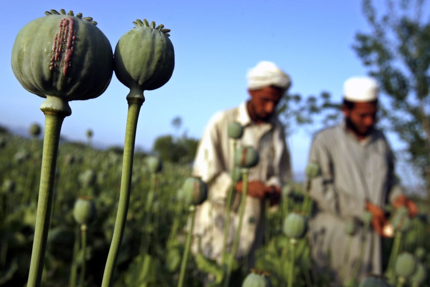Men working in a poppy field in eastern Afghanistan with a close-up of opium poppies in the foreground.