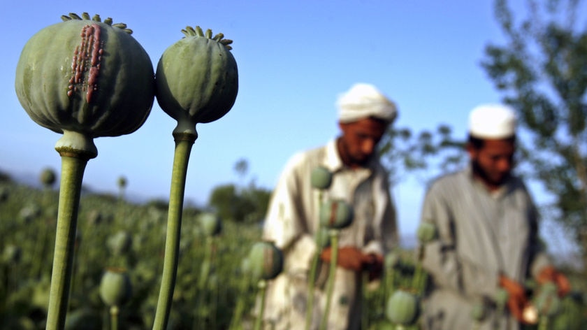 Men working in a poppy field in eastern Afghanistan.