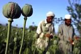 The UN says opium production in Afghanistan was estimated to have jumped 34 per cent this year compared to last year. (File photo)
