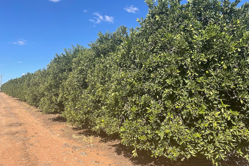 A row of orange trees.