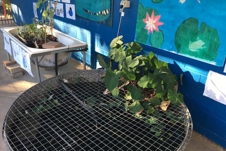 A bathtub containing several potted plants in linked via a pipe to a shallow water tank that contains water plants and fish