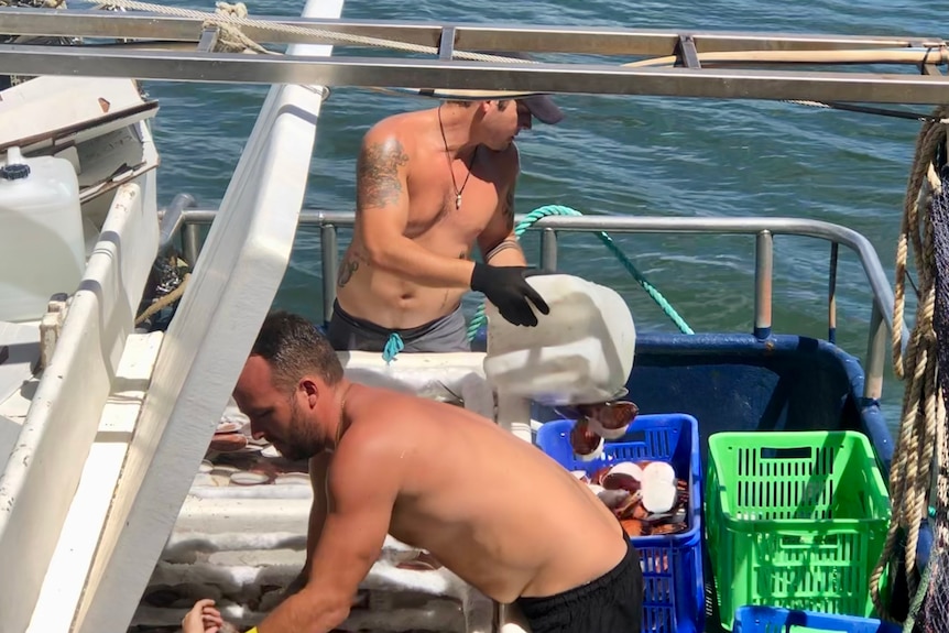 Two topless men are working on a trawler, pouring buckets of scallops into baskets.
