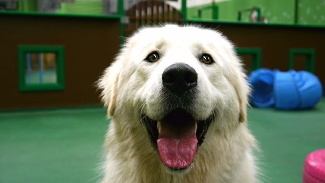 Close up of large dog at a dog day care facility in Perth, Western Australia
