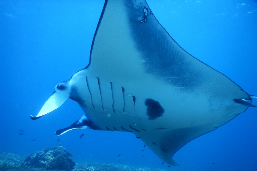 An underwater photo of a large manta ray swimming in a blue ocean.
