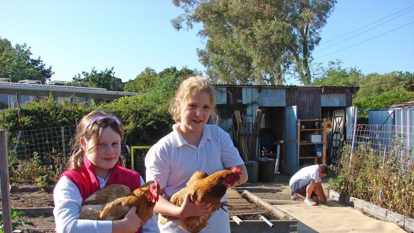 Food for thought: year four students Eva Knight and Chelsea Johnston attend to the chickens in the kitchen garden.