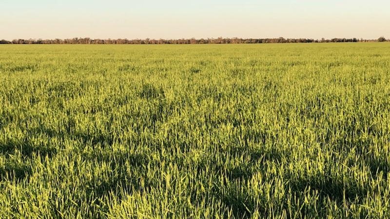 A field of green barley.