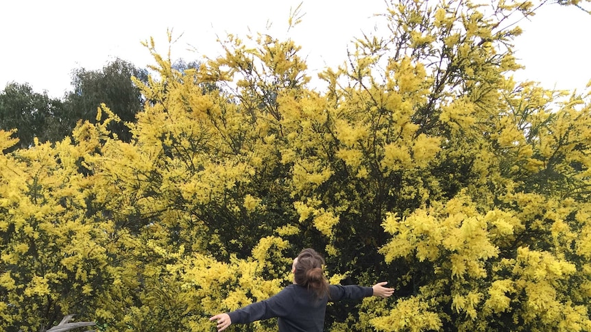 A woman standing with her arms outstretched in front of a wattle tree in bloom.