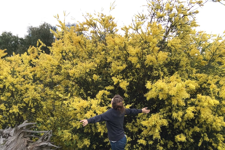 A woman standing with her arms outstretched in front of a wattle tree in bloom.