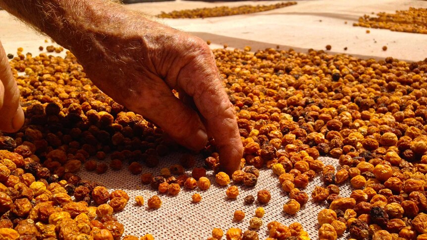 Bush raisins are moved around on the drying table to get rid of insects.