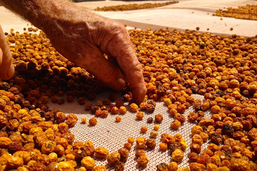 Bush raisins are moved around on the drying table to get rid of insects.