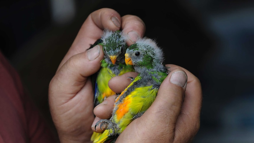 Baby orange-bellied parrots held in a man's hand.