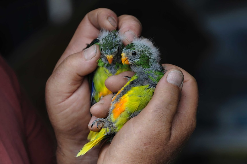 Baby orange-bellied parrots held in a man's hand.