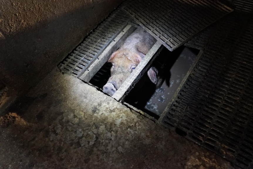 A sow at the Yelmah Piggery in South Australia sits in a waste tunnel after allegedly falling or being pushed