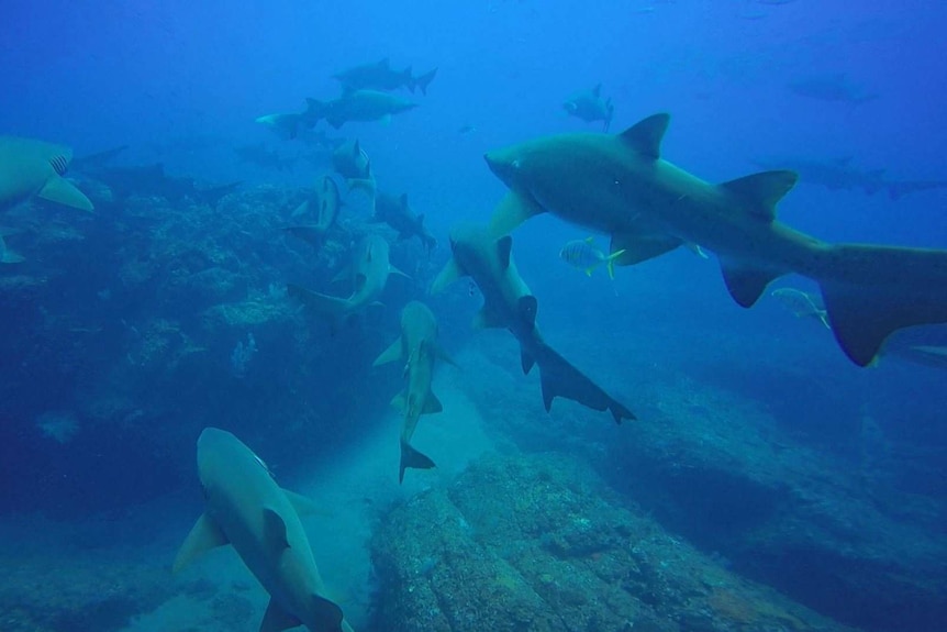 A group of pregnant female Grey Nurse Sharks swimming at Wolf Rock Dive, off Rainbow Beach, QLD.