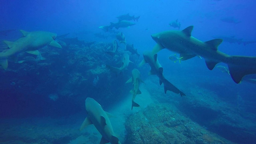A group of pregnant female Grey Nurse Sharks swimming at Wolf Rock Dive, off Rainbow Beach, QLD.