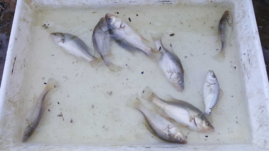 Young golden perch swimming in a tray filled with water.
