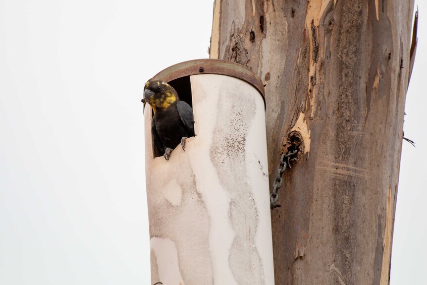 An adult black cockatoo with yellow patches on its face sits at the entrance to a man-made nesting box