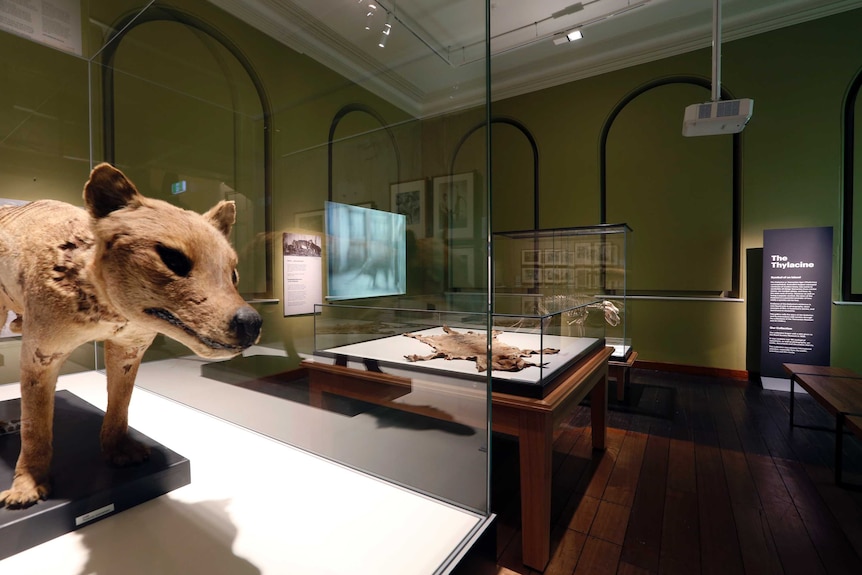 A stuffed tiger-like animal sits in a glass cabinet in a darkened room.