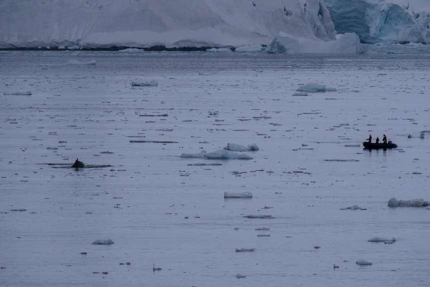 Researchers approach whales