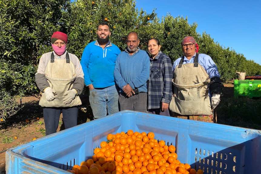 A group of people looking at the camera, standing in front of a bin of mandarins.