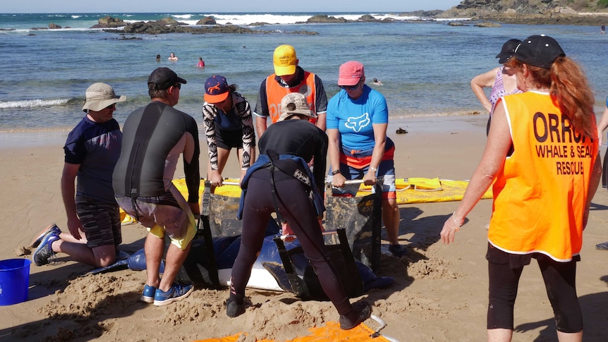 Volunteers on the beach gathered around an inflatable dolphin, practicing how to pick it up safely.