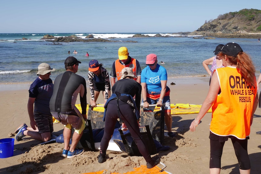 Volunteers on the beach gathered around an inflatable dolphin, practicing how to pick it up safely.