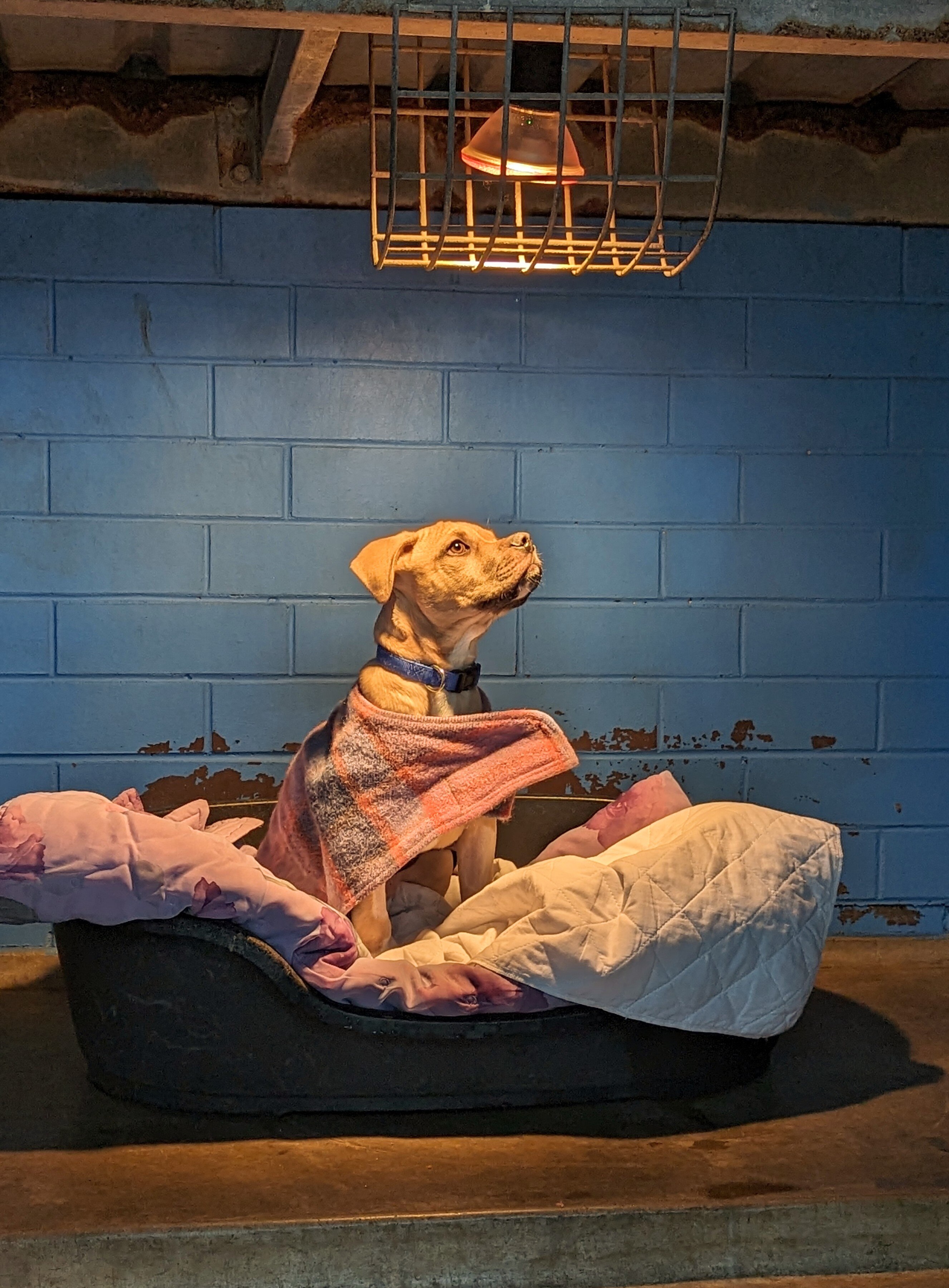 Animal shelters face unprecedented demand as tight rental market forces