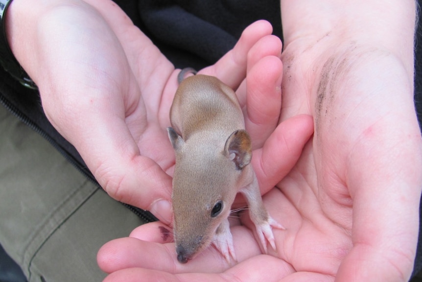 Endangered baby southern brown bandicoot