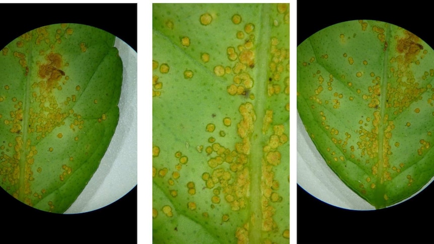 A close-up of a photo with citrus canker shows spotting on the leaves.