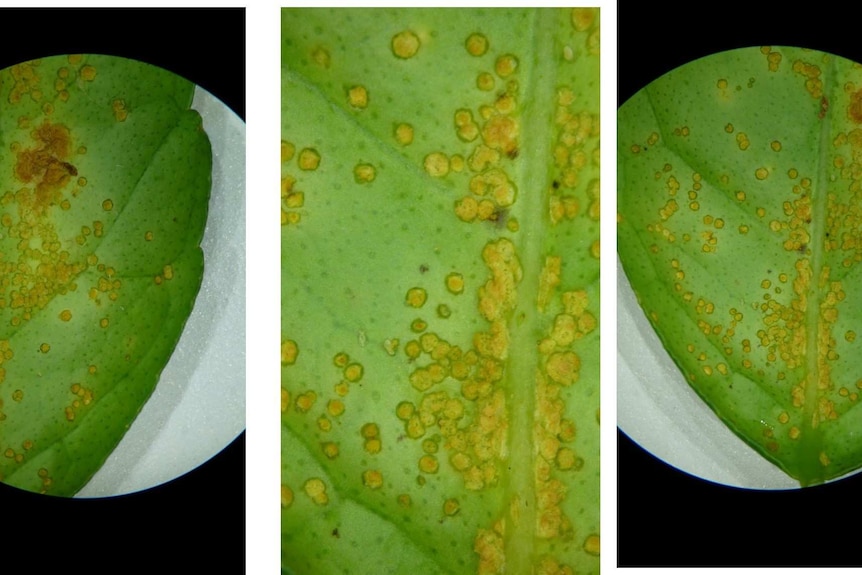 A close-up of a photo with citrus canker shows spotting on the leaves.