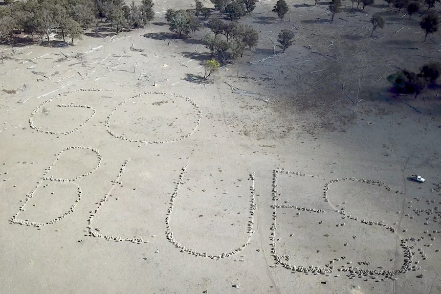 Aerial shot of sheep in a paddock spelling out the words 'Go Blues'