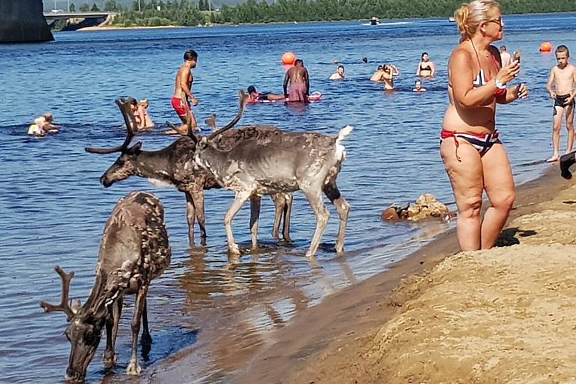 Three reindeer drink on the beach in Rovaniemi.