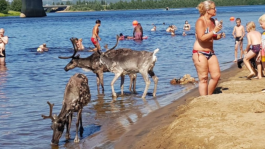 Three reindeer drink on the beach in Rovaniemi.