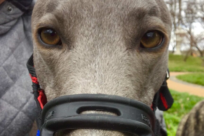 Frankie the greyhound, who was adopted from the Symonston racing track in Canberra.