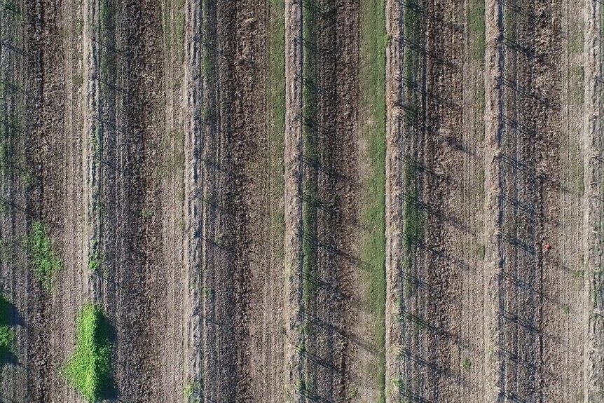 drone aerial shot of dead trees in symmetrical rows