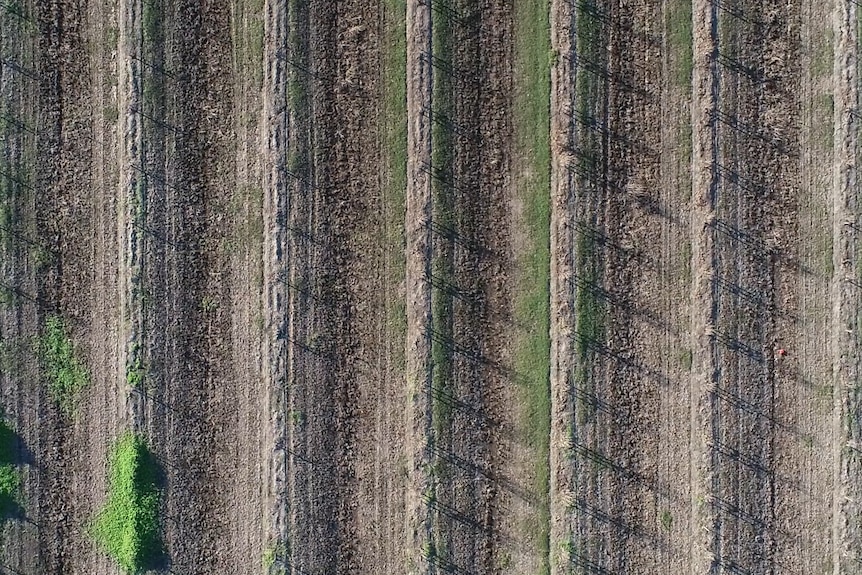 drone aerial shot of dead trees in symmetrical rows