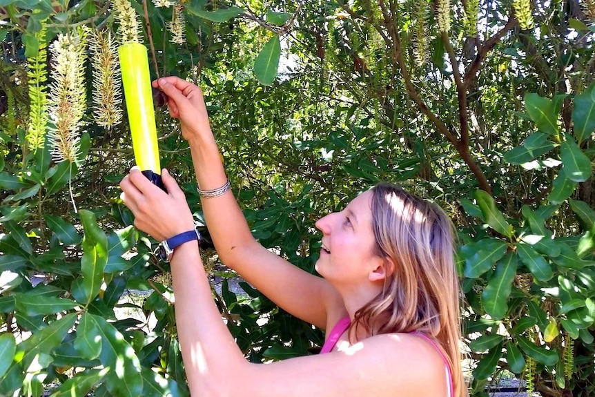 Researcher Sam Read dusts a macadamia raceme  with fluorescent pollen.