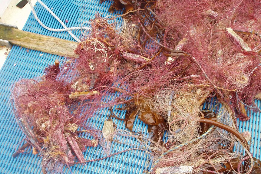 Gill net washed up in Tasmania